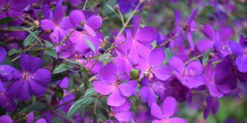 Tím Cả Chiều Hoang Biền Biệt